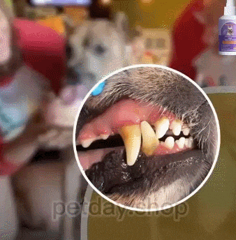 🐶🐱 Дезодорант спрей за кучета и котки за почистване на зъби